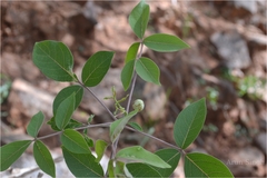 Commiphora caudata var. pubescens